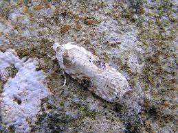 Attēlu rezultāti vaicājumam “Agonopterix alstromeriana”