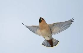 Attēlu rezultāti vaicājumam “Bombycilla garrulus”