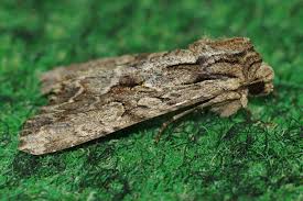 Attēlu rezultāti vaicājumam “Apamea monoglypha”