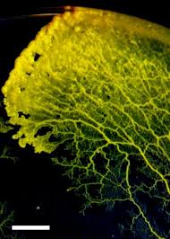 Attēlu rezultāti vaicājumam “Physarum virescens plasmodium”