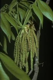 Attēlu rezultāti vaicājumam “Carya ovata”