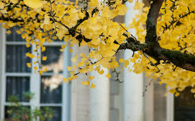 Attēlu rezultāti vaicājumam “Ginkgo biloba male flower”