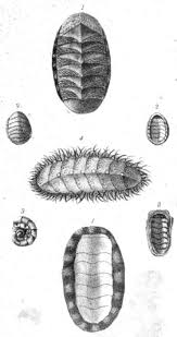 Attēlu rezultāti vaicājumam “Collaria rubens stalked”