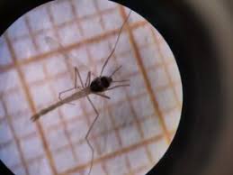 Attēlu rezultāti vaicājumam “Tanytarsus”