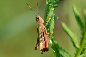 Attēlu rezultāti vaicājumam “Chortippus sp.”