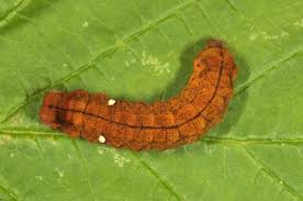 Attēlu rezultāti vaicājumam “Habrosyne pyritoides”