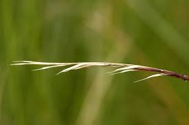 Attēlu rezultāti vaicājumam “Nardus stricta fruit”