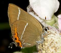 Attēlu rezultāti vaicājumam “Satyrium w-album underside”