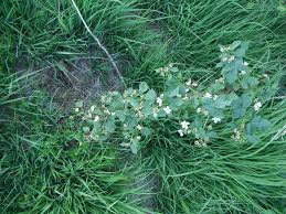 Attēlu rezultāti vaicājumam “Rubus plicatus flower”
