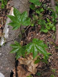 Attēlu rezultāti vaicājumam “Kalopanax septemlobus”