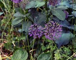 Attēlu rezultāti vaicājumam “Allium holandicum leaf”