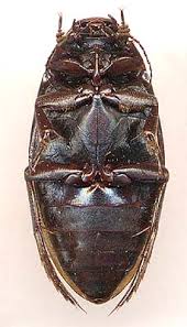 Attēlu rezultāti vaicājumam “Colymbetes paykulli”