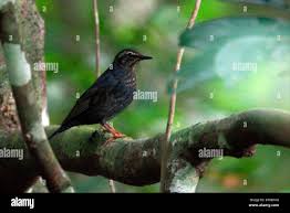 Image result for Zoothera sibirica