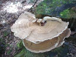 Attēlu rezultāti vaicājumam “Bondarzewia mesenterica”