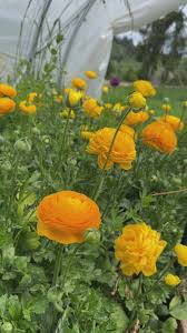 Attēlu rezultāti vaicājumam “Ranunculus brunnescens”