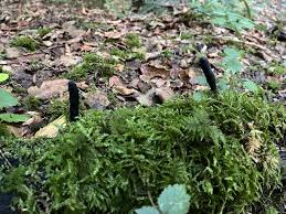 Attēlu rezultāti vaicājumam “Xylaria longipes”