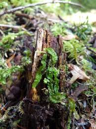 Attēlu rezultāti vaicājumam “Geocalyx graveolens”