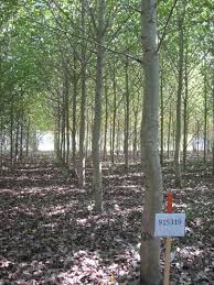 Attēlu rezultāti vaicājumam “Populus x petrowskyana”