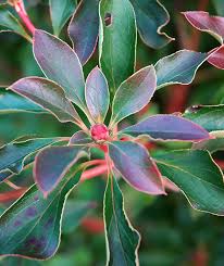 Attēlu rezultāti vaicājumam “Enkianthus chinensis leaf”