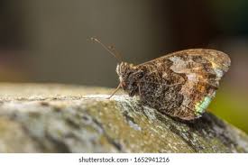 Attēlu rezultāti vaicājumam “Hipparchia semele underside”