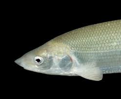 Image result for Coregonus oxyrinchus