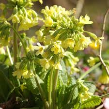 Image result for Himmelschlüssel