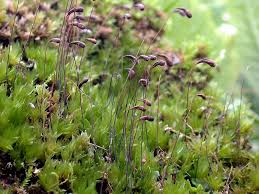 Attēlu rezultāti vaicājumam “Bryum”