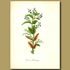 Attēlu rezultāti vaicājumam “Veronica beccabunga flower”