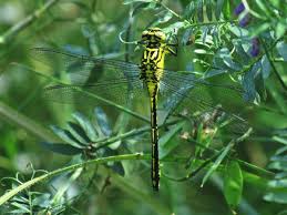 Attēlu rezultāti vaicājumam “Gomphus flavipes”