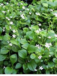 Attēlu rezultāti vaicājumam “Claytonia sibirica flower”
