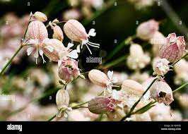 Attēlu rezultāti vaicājumam “Silene vulgaris flower”