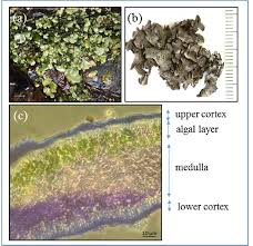 Attēlu rezultāti vaicājumam “Dermatocarpon luridum”