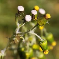 Attēlu rezultāti vaicājumam “Senecio vulgaris flower”