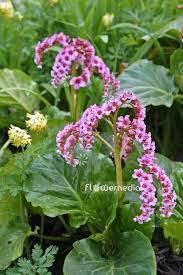 Attēlu rezultāti vaicājumam “Bergenia crassifolia”