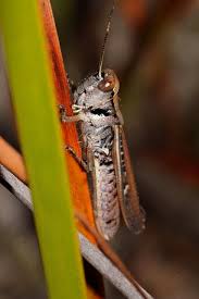 Attēlu rezultāti vaicājumam “Acrididae”