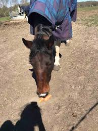 Image result for Lower Farm Stables