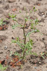 Attēlu rezultāti vaicājumam “Senecio vulgaris”