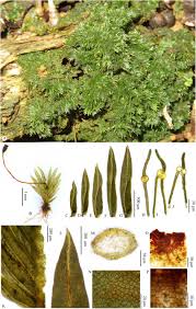 Attēlu rezultāti vaicājumam “Fissidens pusillus”