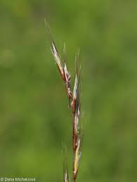 Attēlu rezultāti vaicājumam “Helictotrichon pratense”