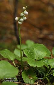 Attēlu rezultāti vaicājumam “Pyrolaceae”