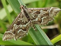 Attēlu rezultāti vaicājumam “Diasemia reticularis”