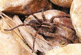 Attēlu rezultāti vaicājumam “Lycosidae”