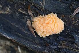 Attēlu rezultāti vaicājumam “Tubifera montana”