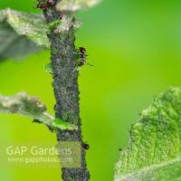 Attēlu rezultāti vaicājumam “Rhopalosiphum oxyacanthae”