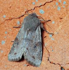 Attēlu rezultāti vaicājumam “Orthosia incerta”