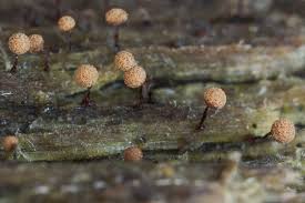 Attēlu rezultāti vaicājumam “Cribraria rubiginosa macro”