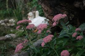 Attēlu rezultāti vaicājumam “Hylotelephium telephium flower”