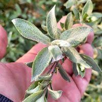 Attēlu rezultāti vaicājumam “Salix lapponum”