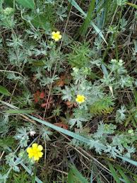 Attēlu rezultāti vaicājumam “Potentilla argentea bud”