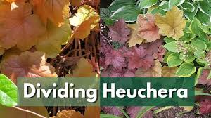 Image result for Heuchera Metallica